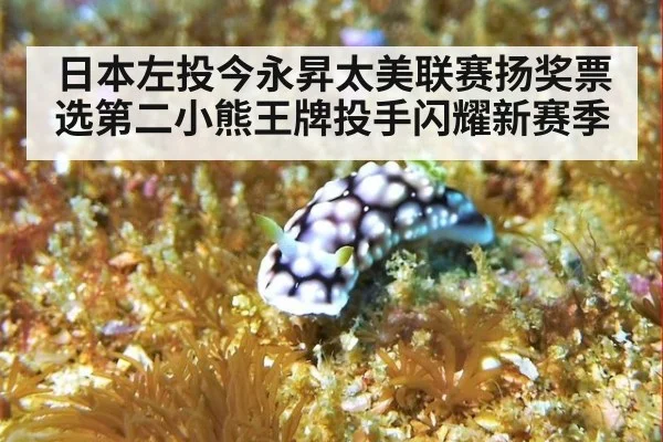 日本左投今永昇太美联赛扬奖票选第二小熊王牌投手闪耀新赛季